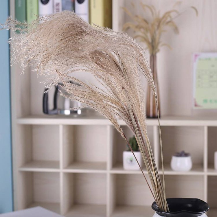 Sumflora Kunming factory supply Best Gift natural white jade Christmas flowers plants dried flowers hossu grass