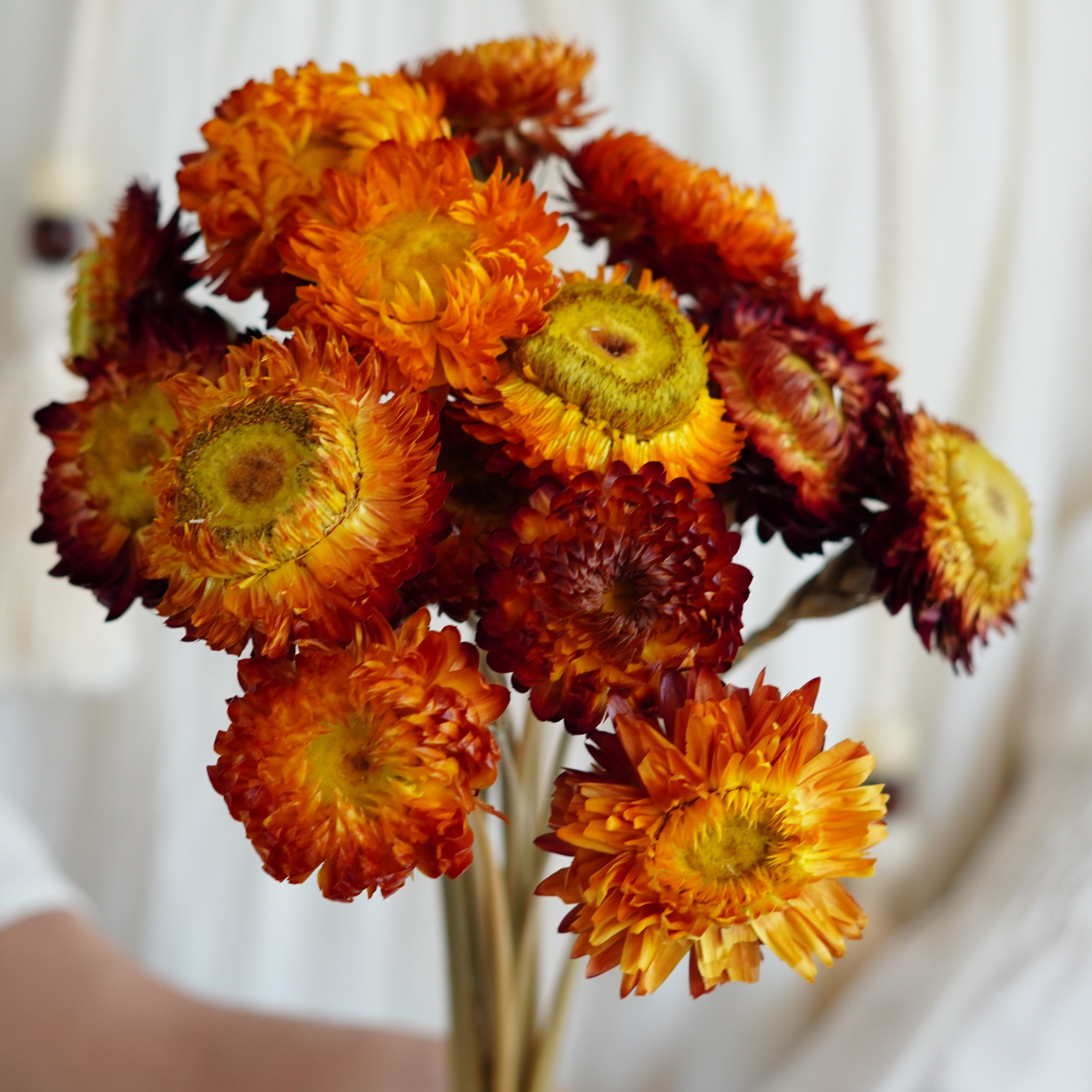 Dried Strawflower Stems for decor, arrangements, centerpieces, wreaths,Dry Daisy/Chrysanthemum Bouquet