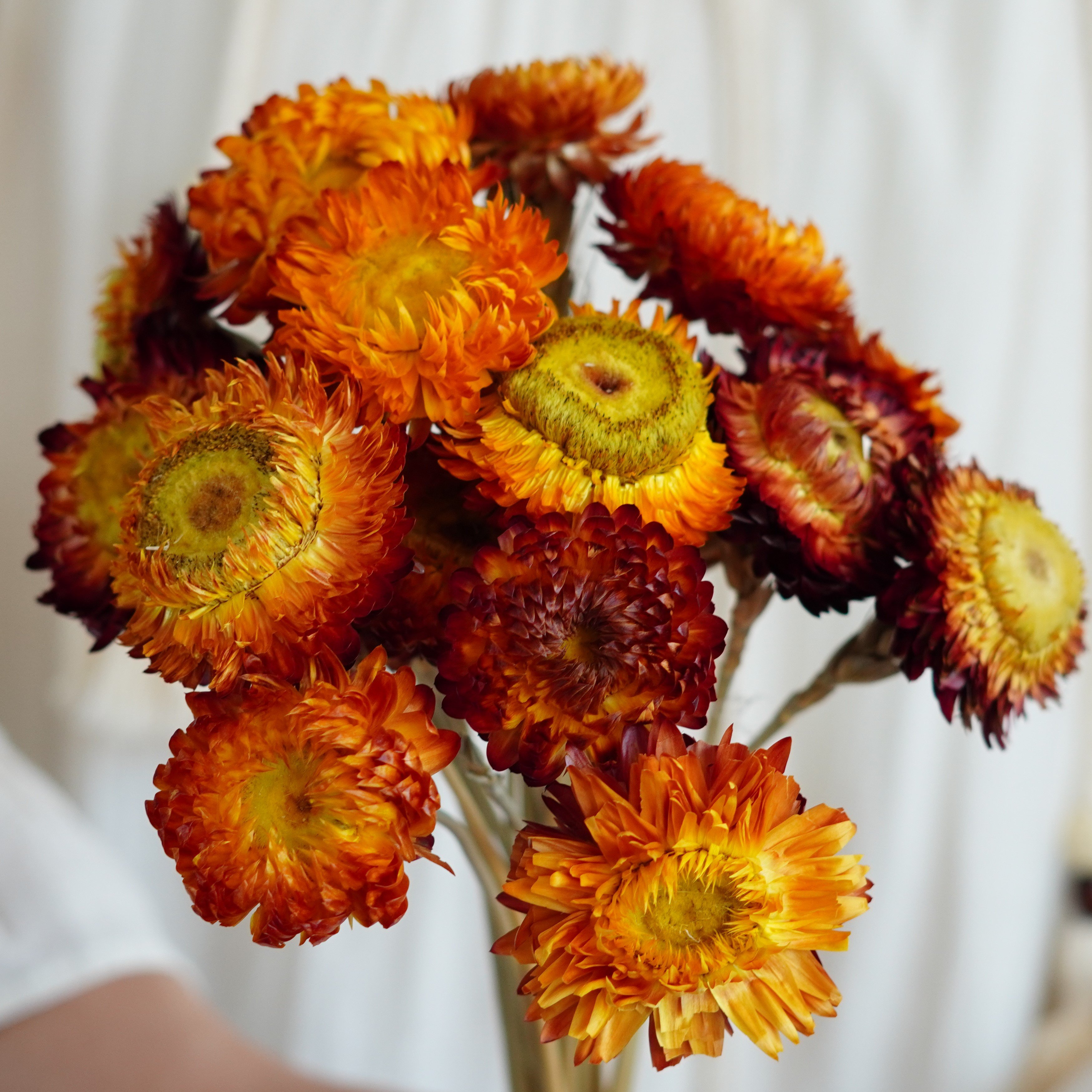 Dried Strawflower Stems for decor, arrangements, centerpieces, wreaths,Dry Daisy/Chrysanthemum Bouquet