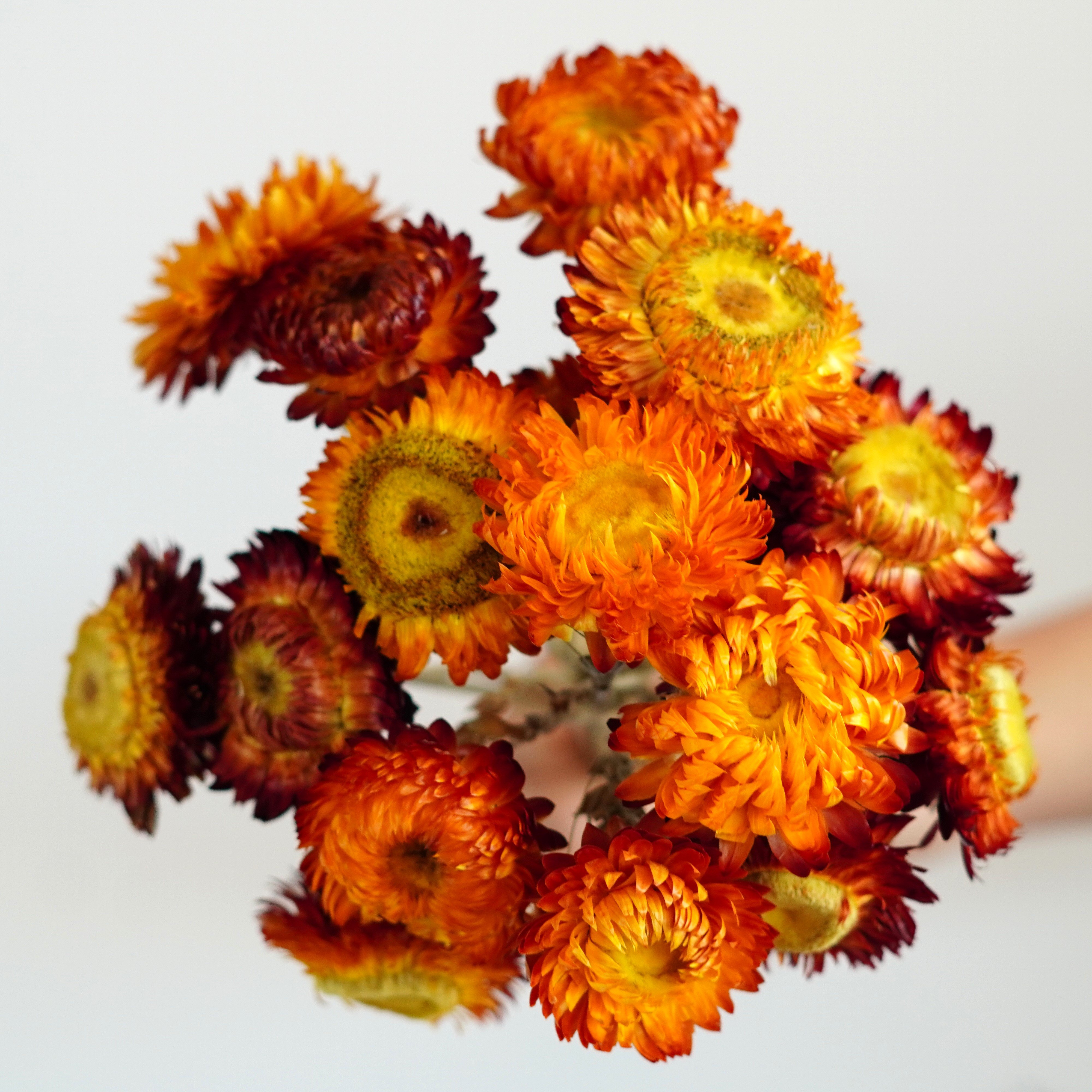 Dried Strawflower Stems for decor, arrangements, centerpieces, wreaths,Dry Daisy/Chrysanthemum Bouquet