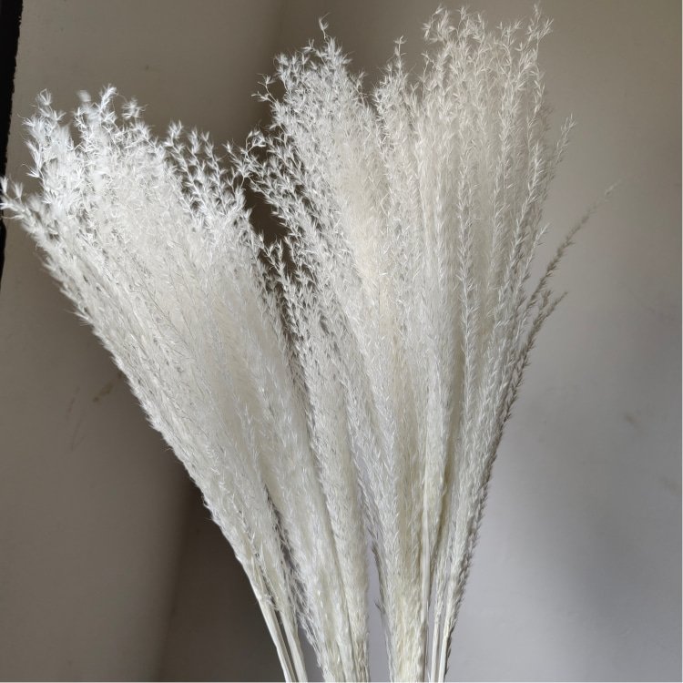 Top Beautiful Small Wreath-Shaped Whisk Flower Preserved Real Plant Material Home Flower Arrangement Room Weddings Easter