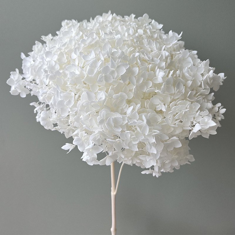 Hydrangea Blooms Website Top Seller Dried Natural Large Plum Berry Dried Annabelle Preserved Hydrangea Flower