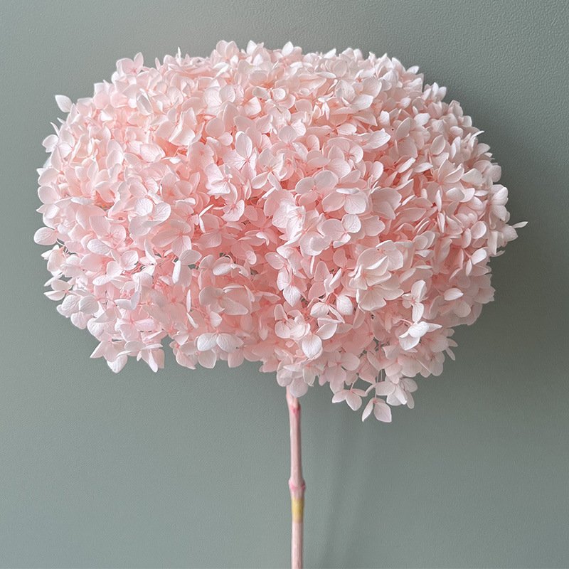 Hydrangea Blooms Website Top Seller Dried Natural Large Plum Berry Dried Annabelle Preserved Hydrangea Flower