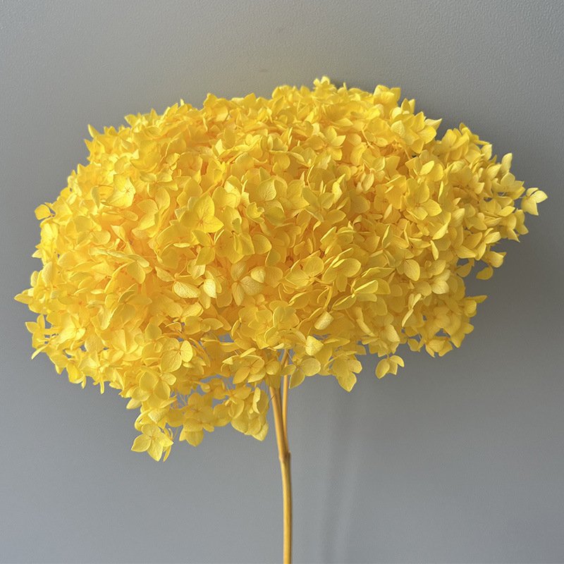 Hydrangea Blooms Website Top Seller Dried Natural Large Plum Berry Dried Annabelle Preserved Hydrangea Flower