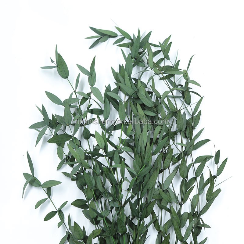 tear drop eucalyptus preserved real flowers and plants natural green color dried flowers preserved eucalyptus for bouquet