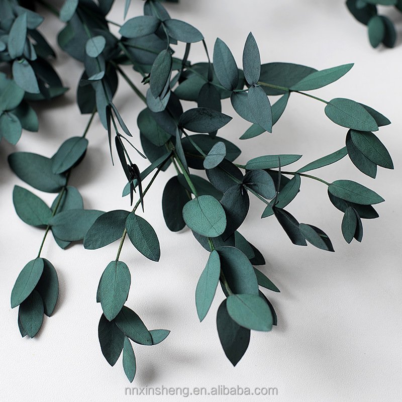 tear drop eucalyptus preserved real flowers and plants natural green color dried flowers preserved eucalyptus for bouquet