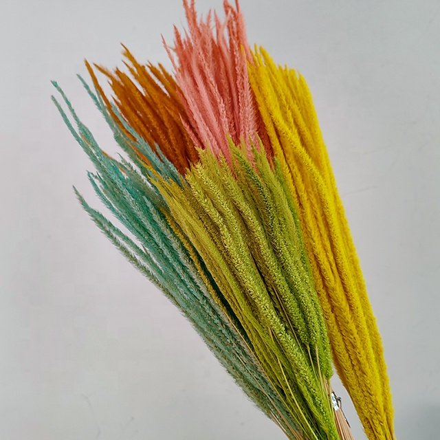 White Preserved goldenrod grass Dried pampas Craft Supplies Floral Home Wedding Decor Florals for Vase DIY Flowers