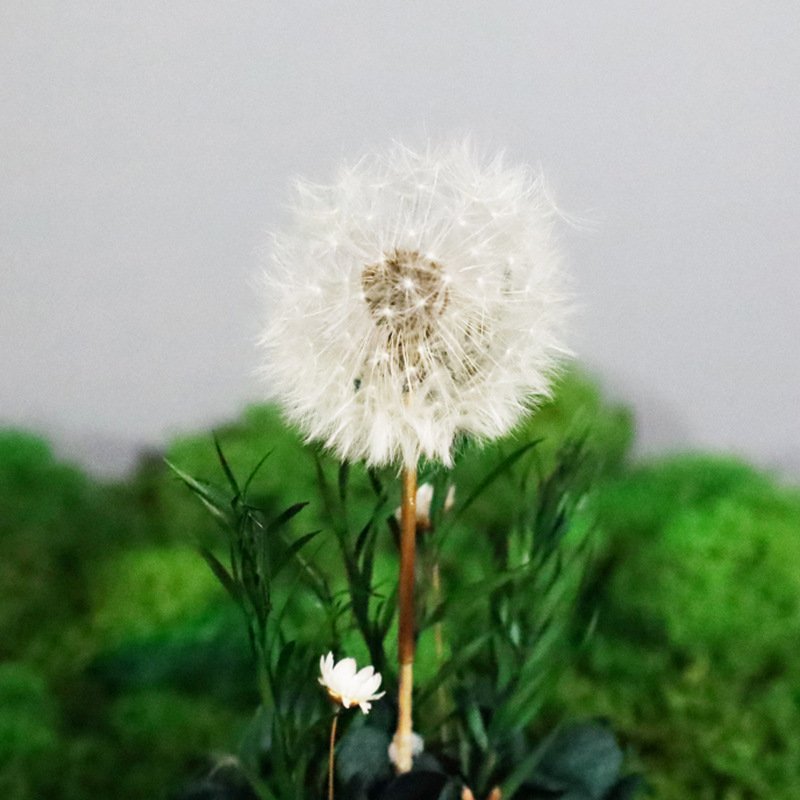 Hot Sale Preserved Dandelions With Flowers Plants Decor Eternal Dandelions In Glass Dome