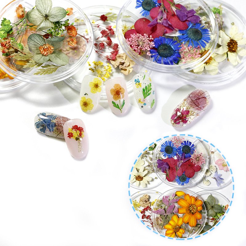 Mixed Colors Natural Pressed Dry flower Various Real Leaf Decoration Mini Nail Art dried flowers For UV Gel Decoration