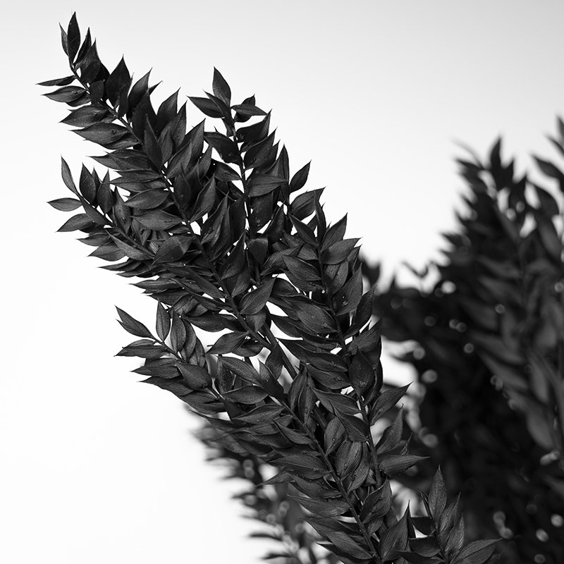 Fall Decor Preserved Flowers Dried Flowers Ruscus Preserved