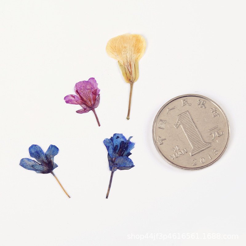 Rape Dried Pressed Flower Natural Flower Handmade Material Dyed Flowers