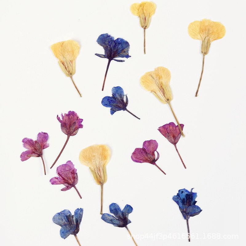 Rape Dried Pressed Flower Natural Flower Handmade Material Dyed Flowers