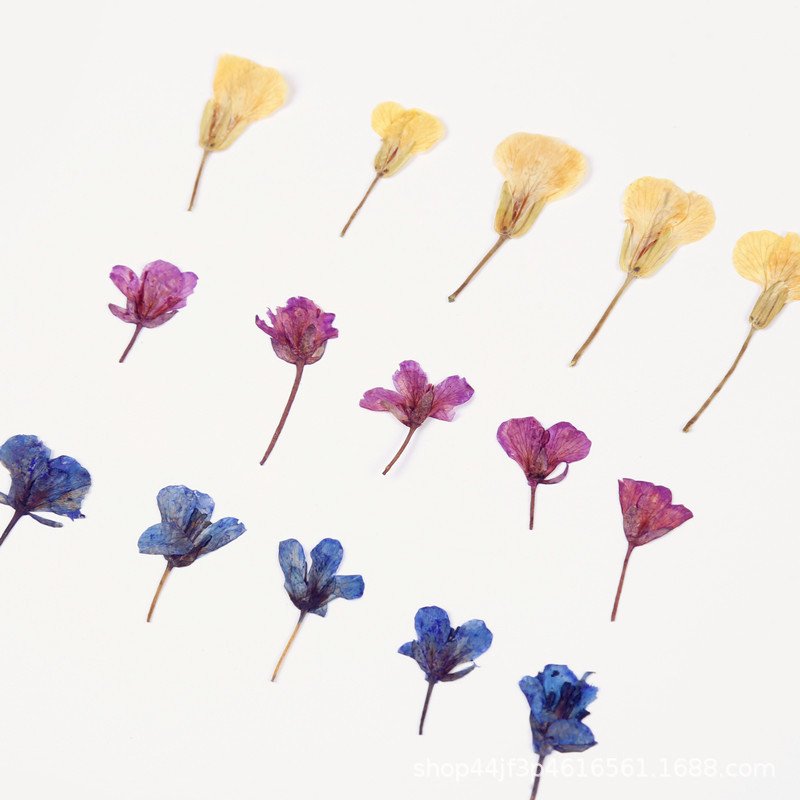 Rape Dried Pressed Flower Natural Flower Handmade Material Dyed Flowers