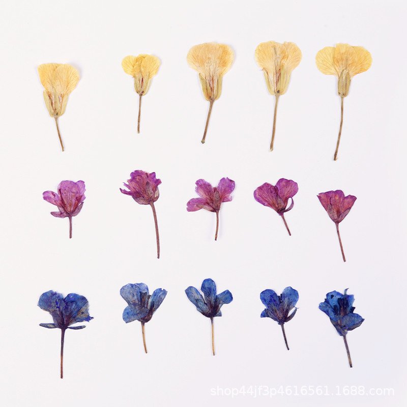 Rape Dried Pressed Flower Natural Flower Handmade Material Dyed Flowers