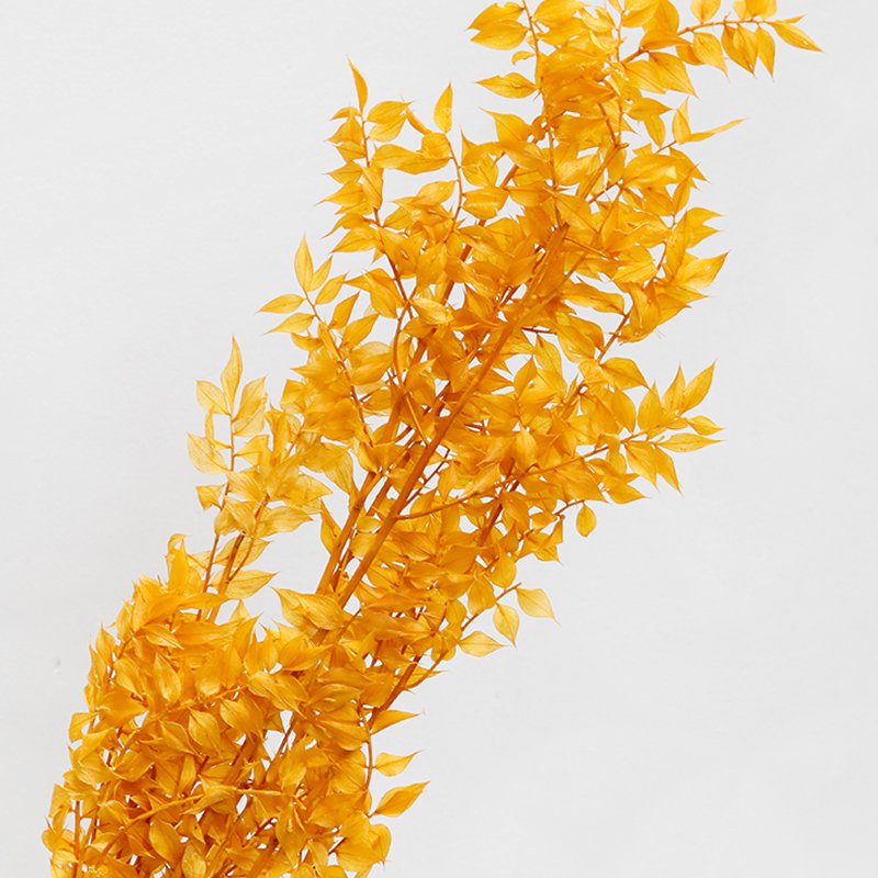 GH-082 wholesale dried flower materials green leaf dracaena sanderiana lucky bamboo white ruscus leaves home decoration