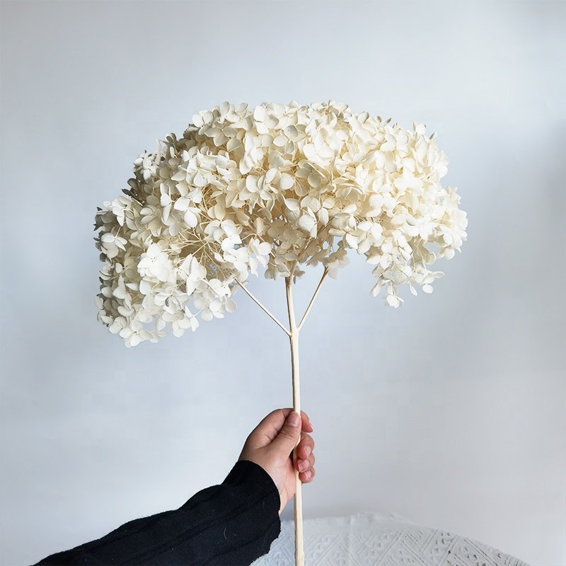 2023 Hot Wholesale Preserved Hydrangea Dried Flowers Bulky Dried Anna Hydrangea Flower Wedding Decorations Pagoda Hydrangea