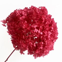 Carmine