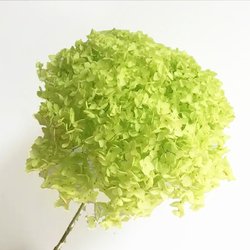 Grass-Green