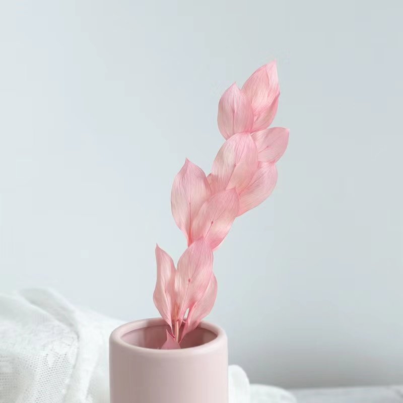 Factory Customized Wholesale Preserved Flowers and Plants Colorful Indian Ruscus flower For Wedding Decoration