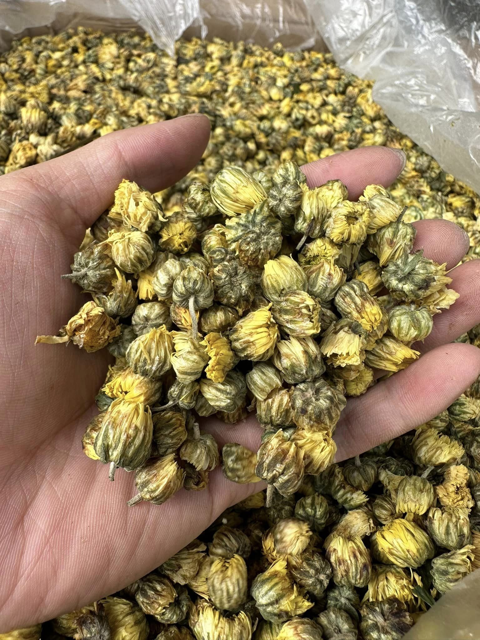 Dried flowers - Vietnam Dried Chamomile Flowers Edible Flowers