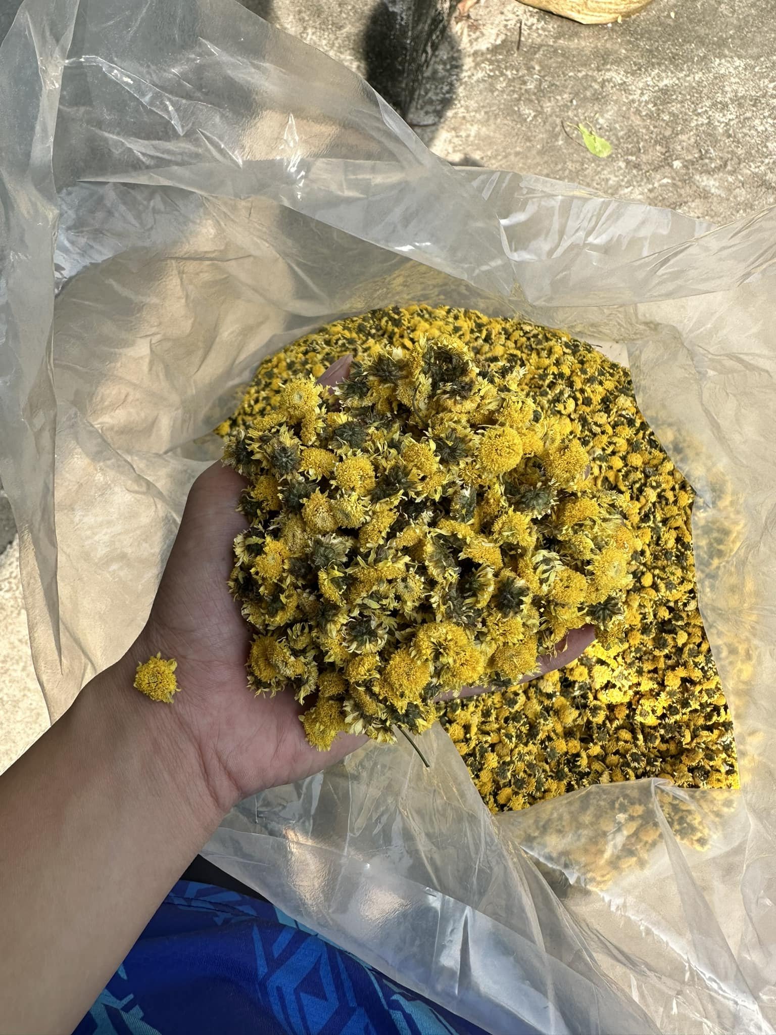 Dried flowers - Vietnam Dried Chamomile Flowers Edible Flowers