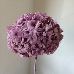 taro