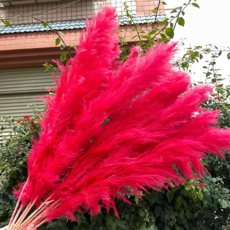 Wholesale Pampas Grass Wedding Home Decor Natural Dried Flower Fluffy large Red Pampas grass