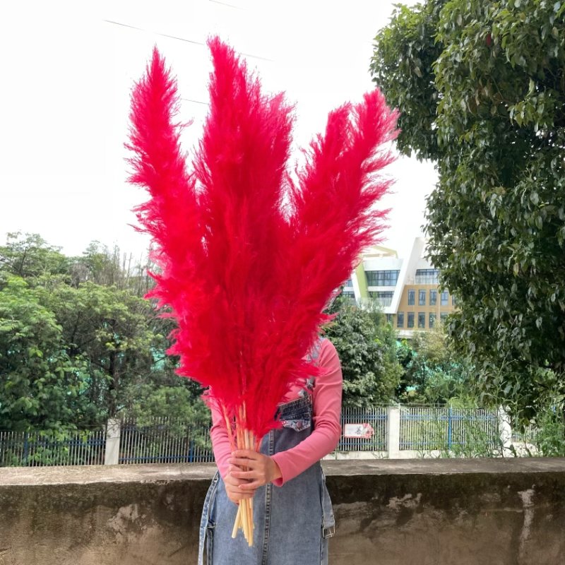 Wholesale Pampas Grass Wedding Home Decor Natural Dried Flower Fluffy large Red Pampas grass
