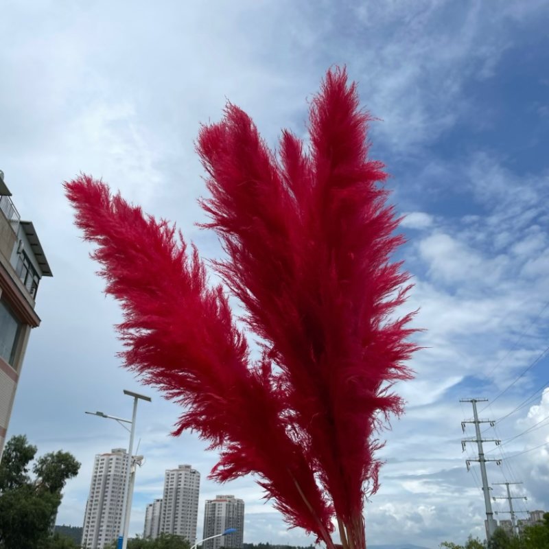 Wholesale Pampas Grass Wedding Home Decor Natural Dried Flower Fluffy large Red Pampas grass
