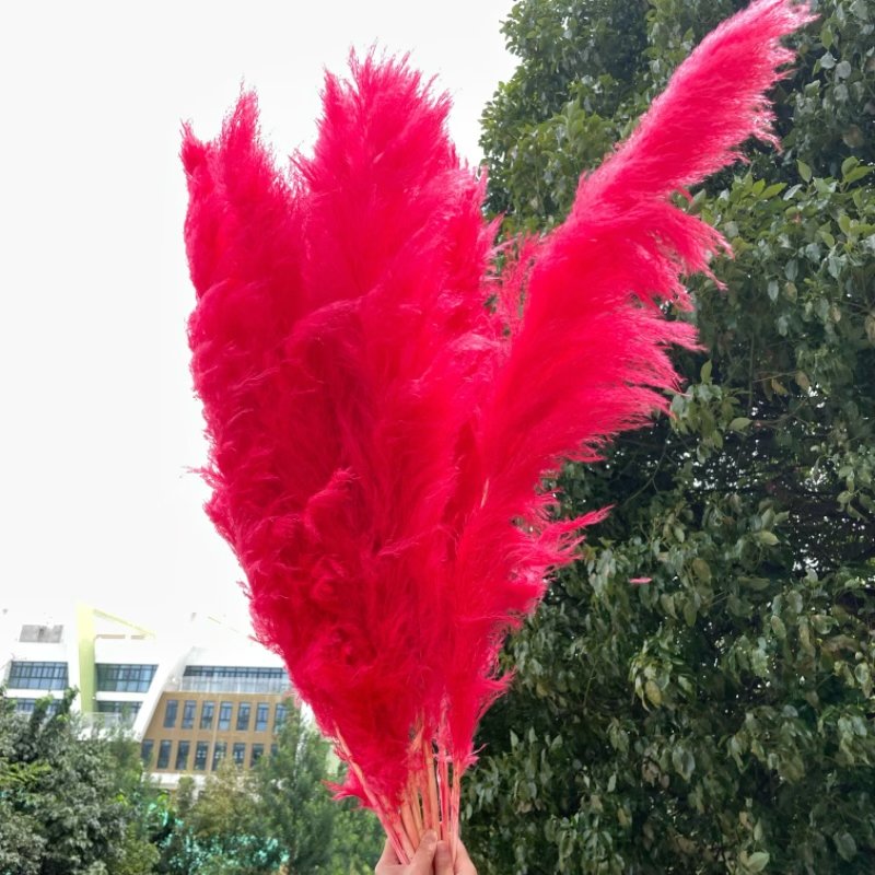 Wholesale Pampas Grass Wedding Home Decor Natural Dried Flower Fluffy large Red Pampas grass