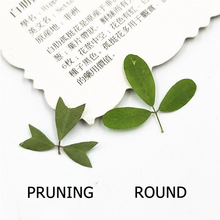 Dried Leaves Plant Specimen Dried Flower Pressed Flower Table Lamp Bookmark Real Tree Leaf Fragrant Candle