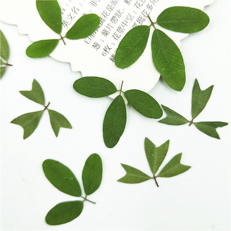 Dried Leaves Plant Specimen Dried Flower Pressed Flower Table Lamp Bookmark Real Tree Leaf Fragrant Candle