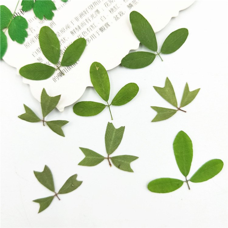 Dried Leaves Plant Specimen Dried Flower Pressed Flower Table Lamp Bookmark Real Tree Leaf Fragrant Candle