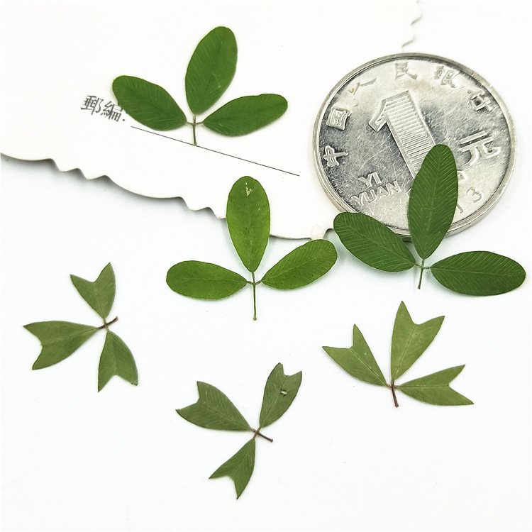 Dried Leaves Plant Specimen Dried Flower Pressed Flower Table Lamp Bookmark Real Tree Leaf Fragrant Candle