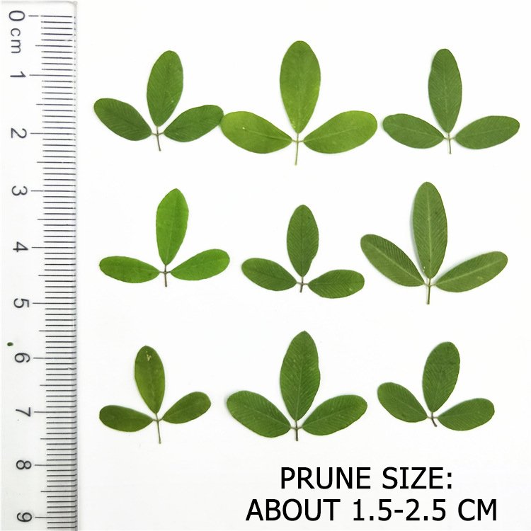 Dried Leaves Plant Specimen Dried Flower Pressed Flower Table Lamp Bookmark Real Tree Leaf Fragrant Candle