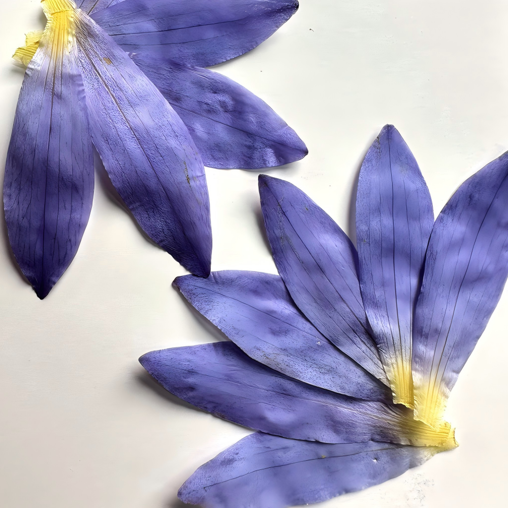 Dried pressed flowers fantastic for DIY gift decor candle making supplies
