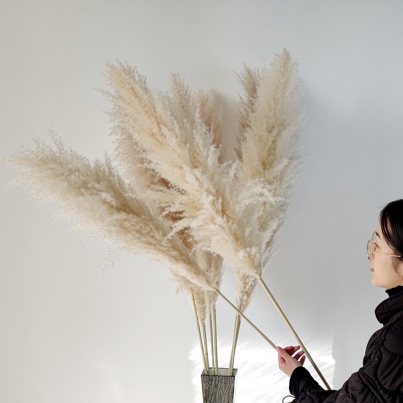 Super Fluffy Pampas Grass Natural Beige Large Pampas Grass Dry Grassland Decoration Wedding Floristry Scene Arrangement