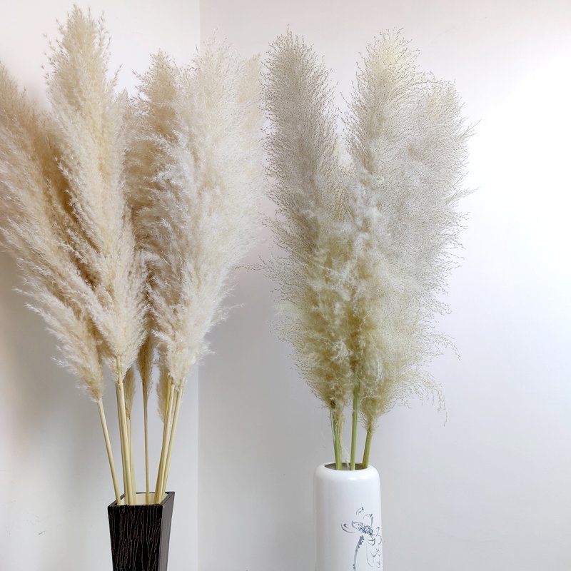 Super Fluffy Pampas Grass Natural Beige Large Pampas Grass Dry Grassland Decoration Wedding Floristry Scene Arrangement