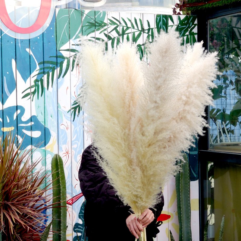 Super Fluffy Pampas Grass Natural Beige Large Pampas Grass Dry Grassland Decoration Wedding Floristry Scene Arrangement