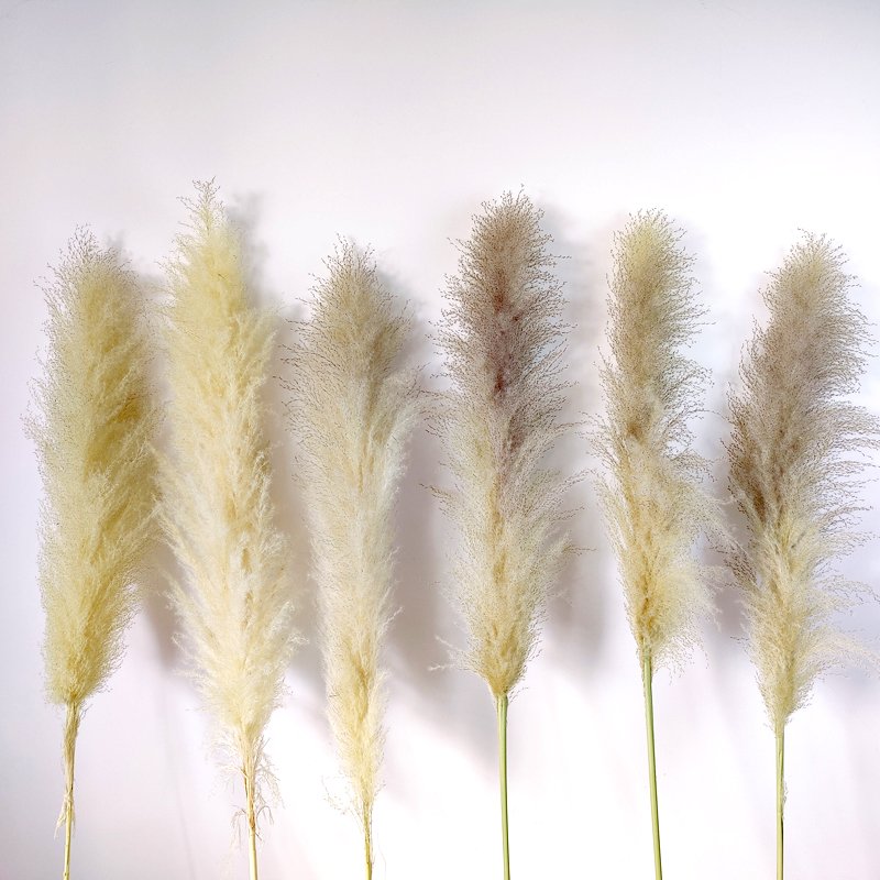 Super Fluffy Pampas Grass Natural Beige Large Pampas Grass Dry Grassland Decoration Wedding Floristry Scene Arrangement
