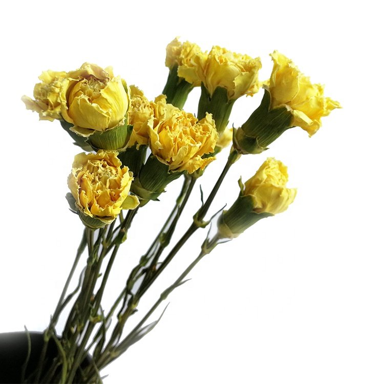 dried flower bouquet natural carnation flower china home decor wholesale dried flowers