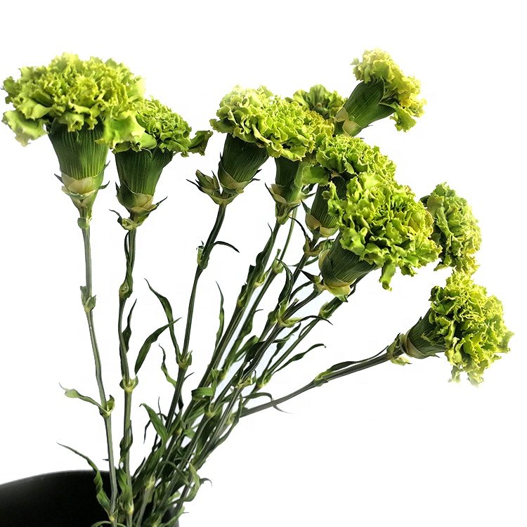 dried flower bouquet natural carnation flower china home decor wholesale dried flowers
