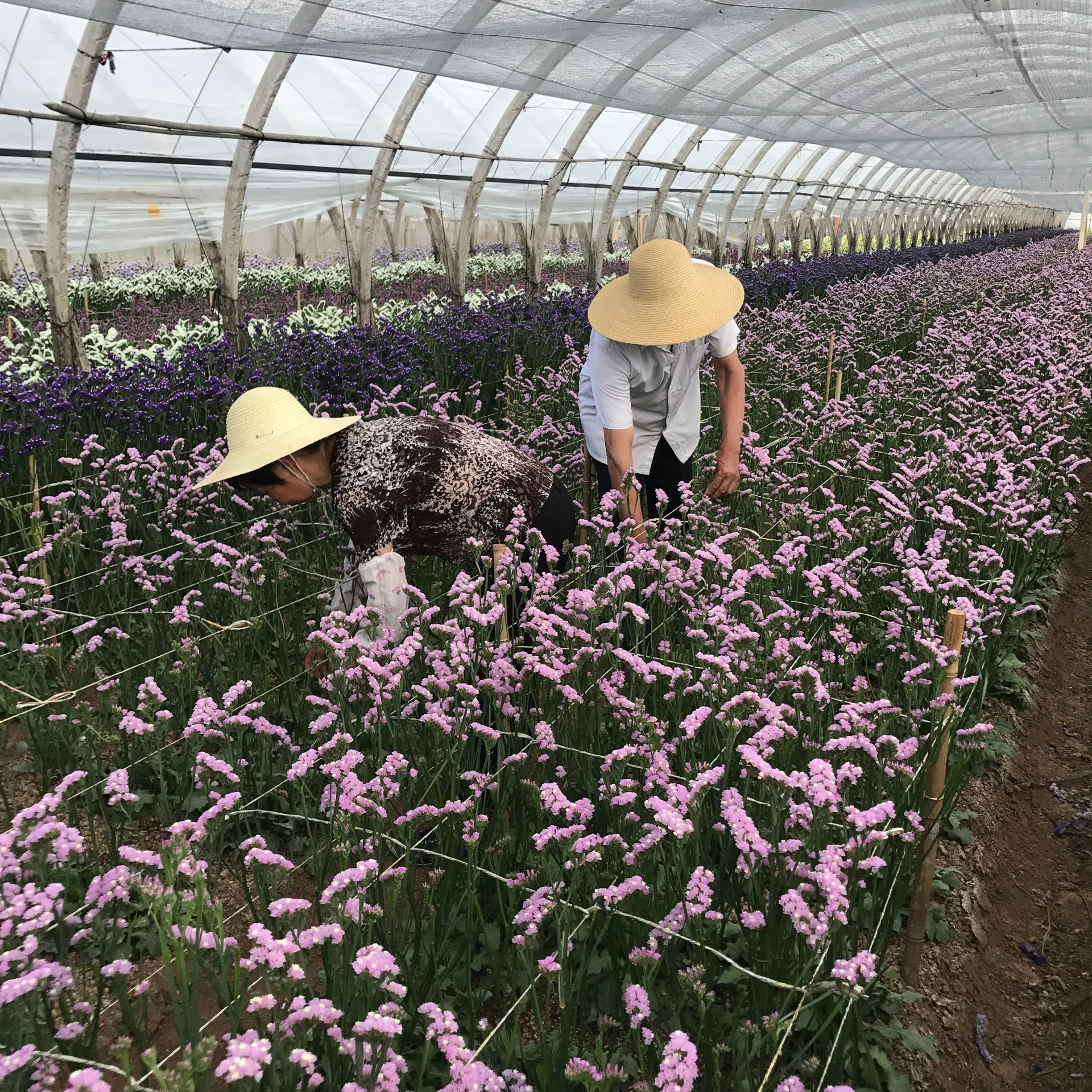 Wholesale Preserved Gypsophila Natural Dried Flowers of Baby's Breath Bulk Sold in KG