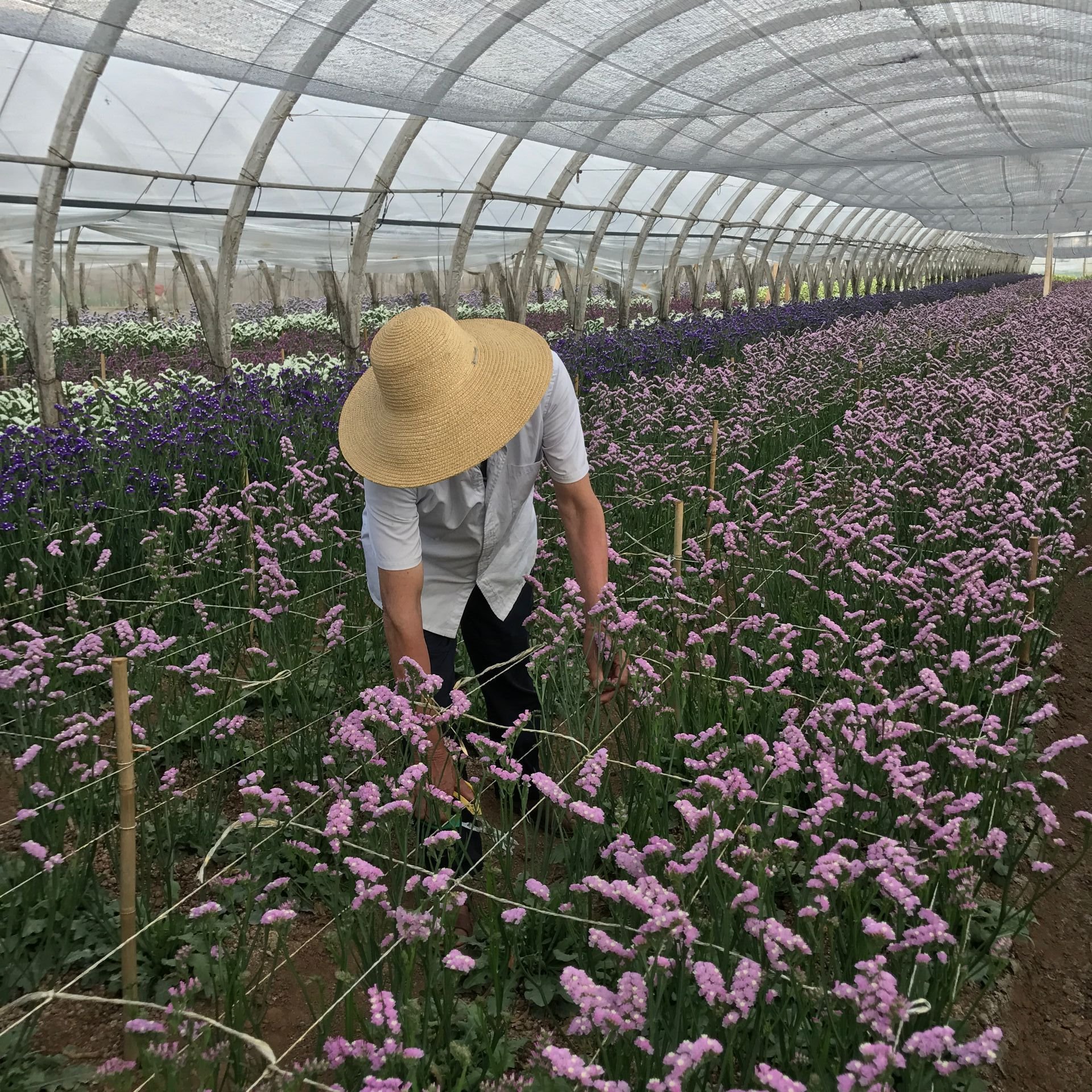 Wholesale Preserved Gypsophila Natural Dried Flowers of Baby's Breath Bulk Sold in KG