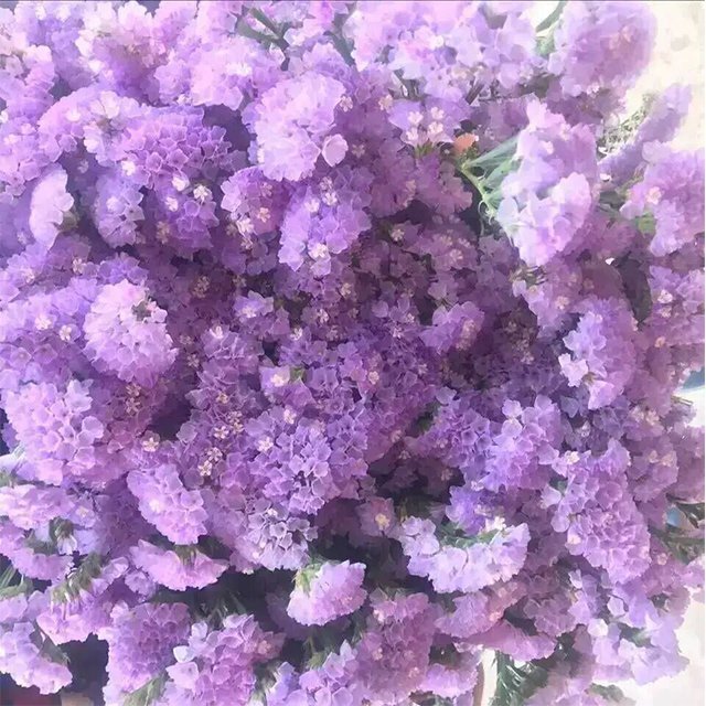 Wholesale Preserved Gypsophila Natural Dried Flowers of Baby's Breath Bulk Sold in KG