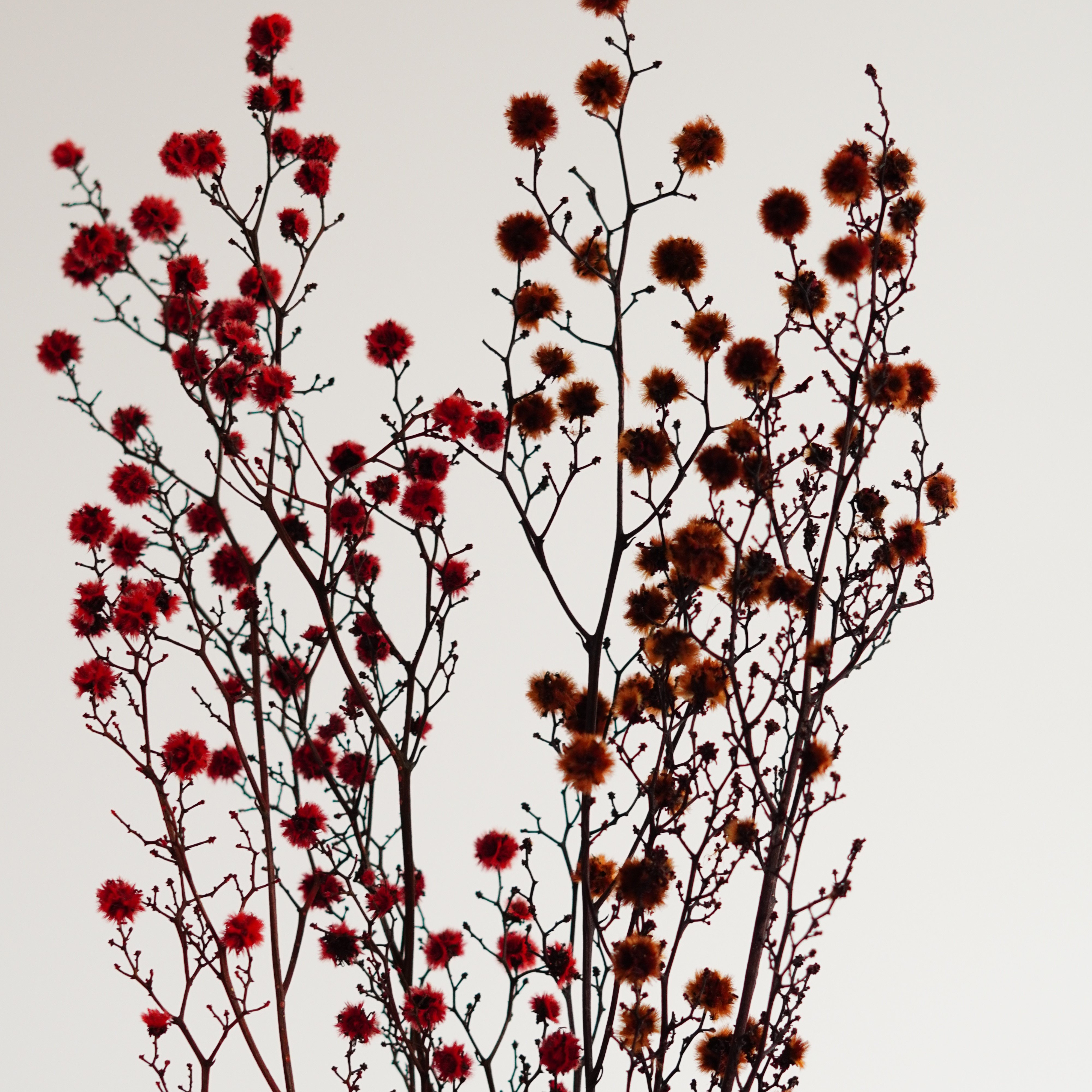 Starlinger Color Dried Natural Material Natural Dried Flower Interior Pre-Presa Flower