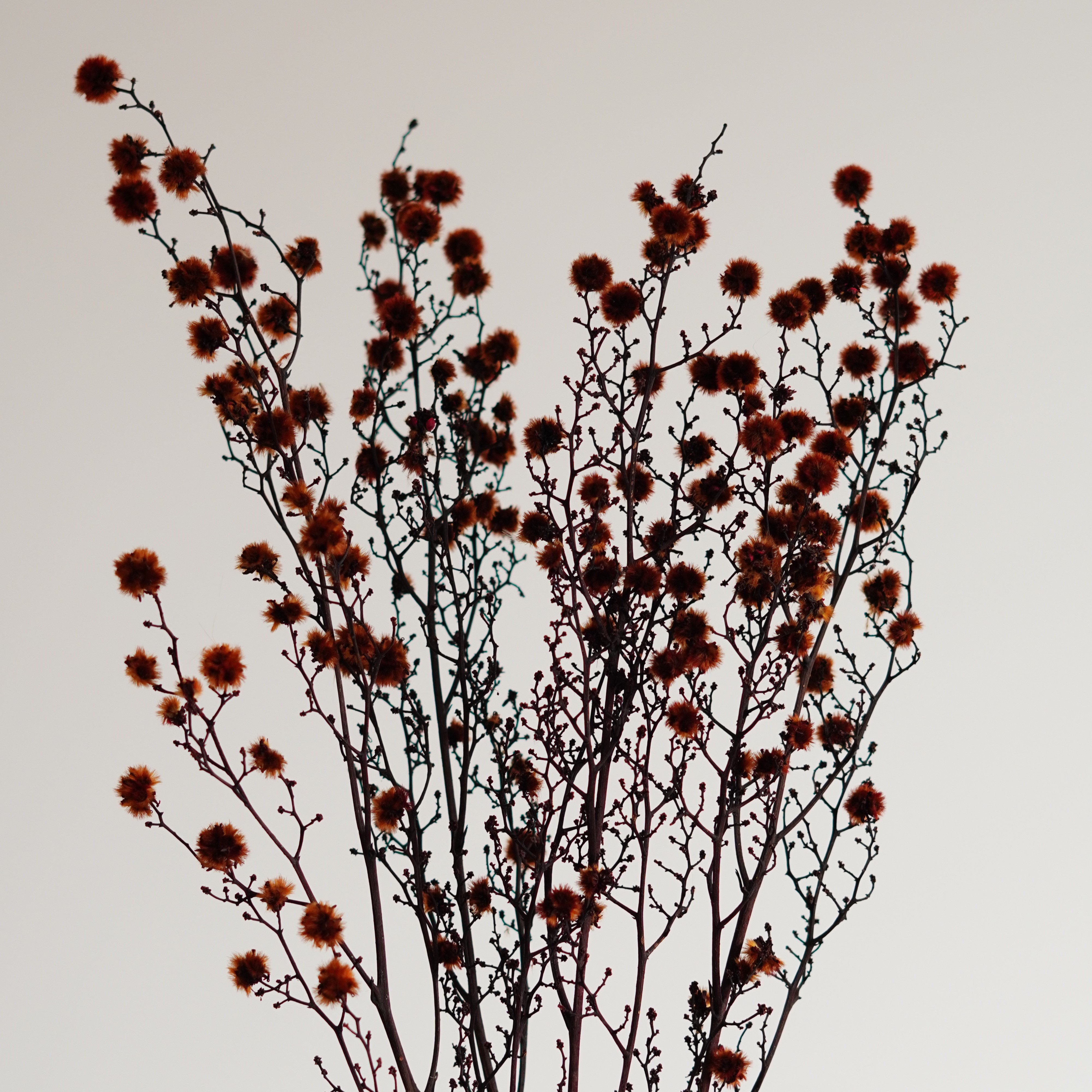 Starlinger Color Dried Natural Material Natural Dried Flower Interior Pre-Presa Flower