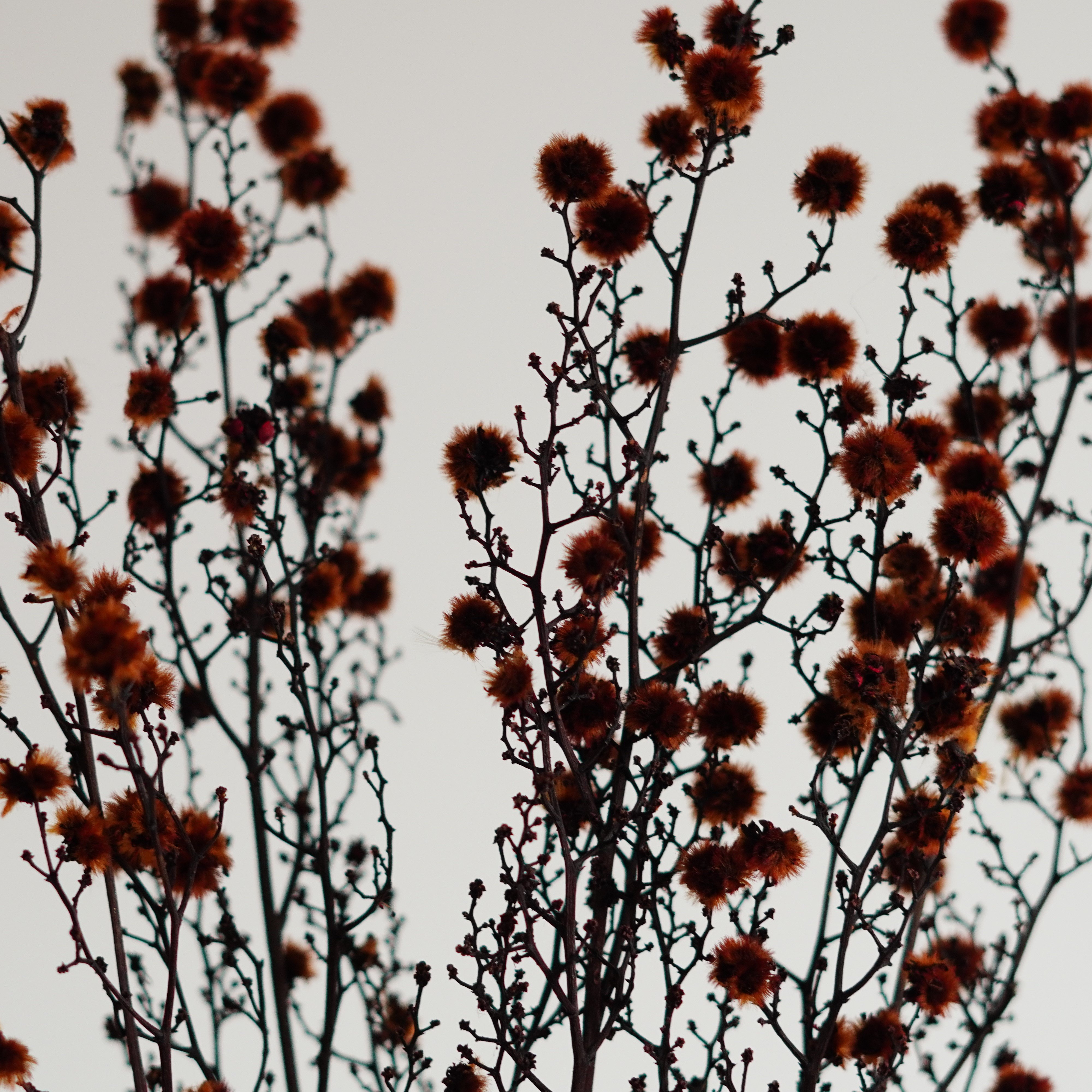Starlinger Color Dried Natural Material Natural Dried Flower Interior Pre-Presa Flower