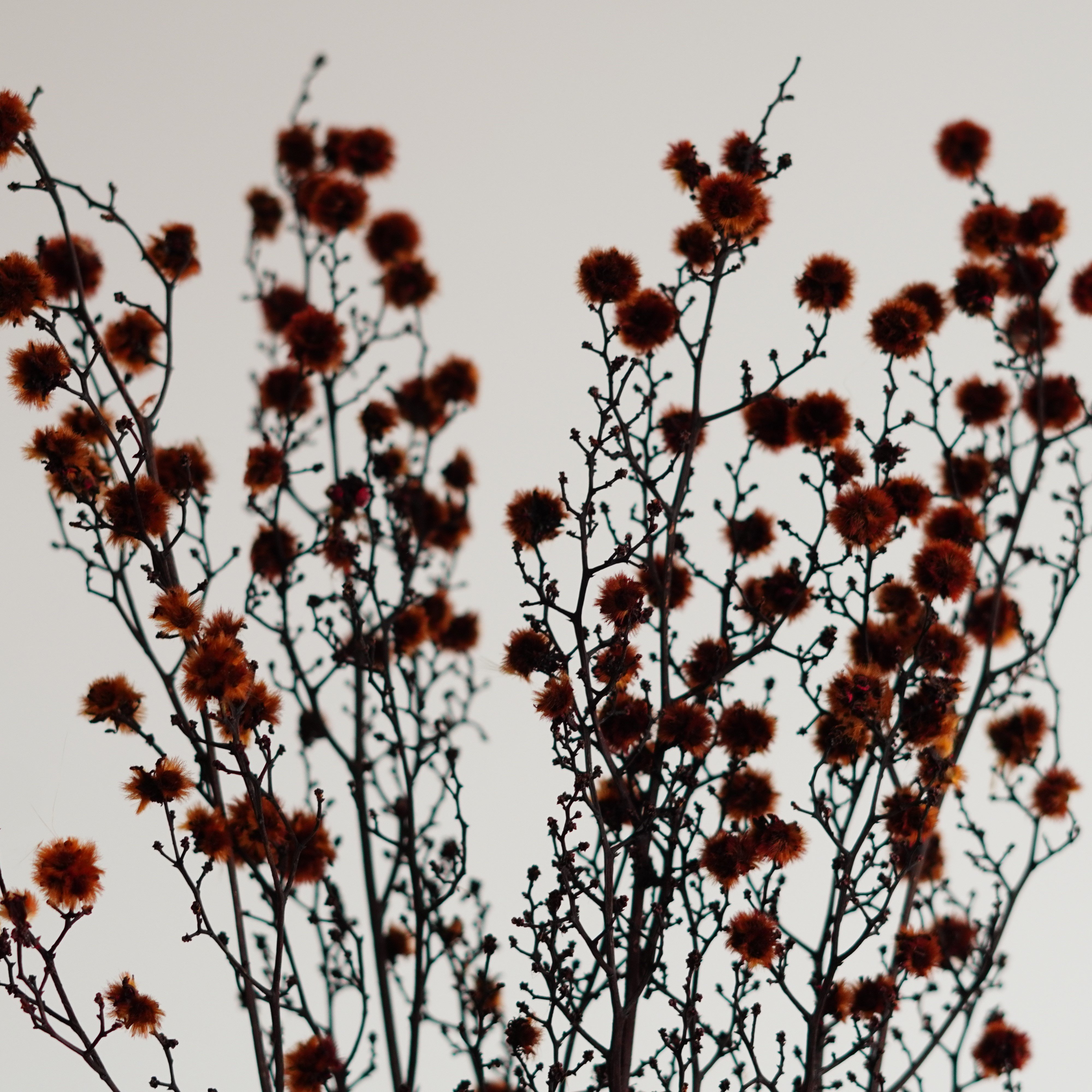 Starlinger Color Dried Natural Material Natural Dried Flower Interior Pre-Presa Flower