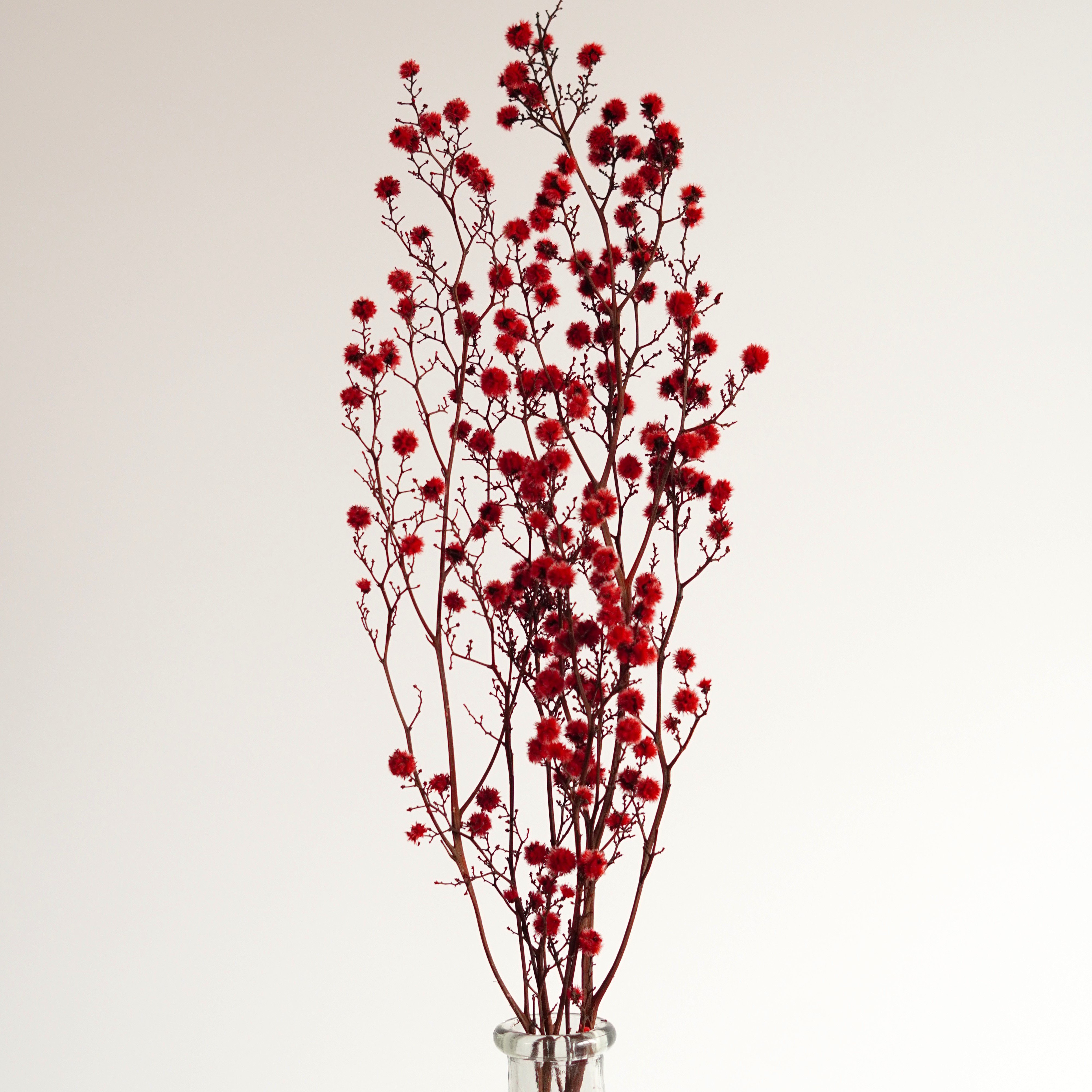 Starlinger Color Dried Natural Material Natural Dried Flower Interior Pre-Presa Flower